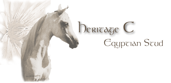 Straight egyptian horses for sale in Texas, breeders Heritage C Arabian Stud