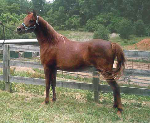 SHS Mageeda Layla  ( El Norus x MB Amelia )