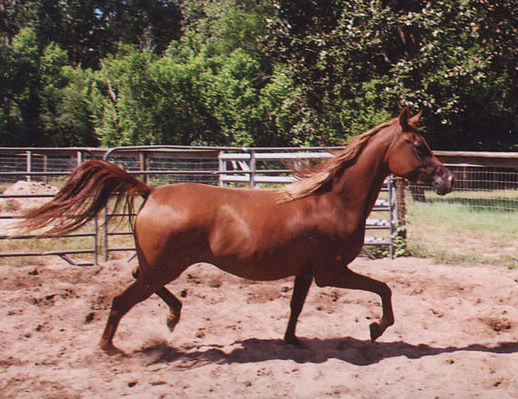 Maysa Dance ( Calypso Dance x Maisamm )
